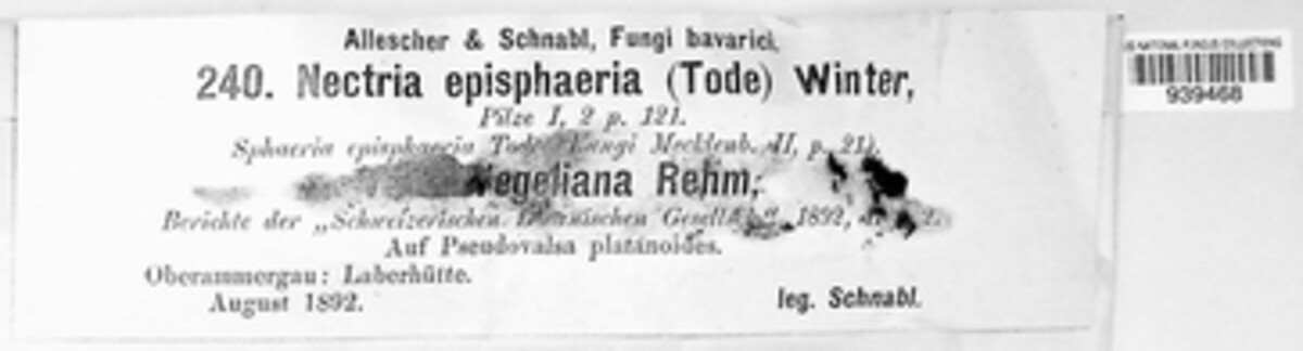 Dialonectria episphaeria image
